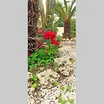 Petunia Garden View
