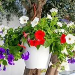 Villa Del Capo Suites